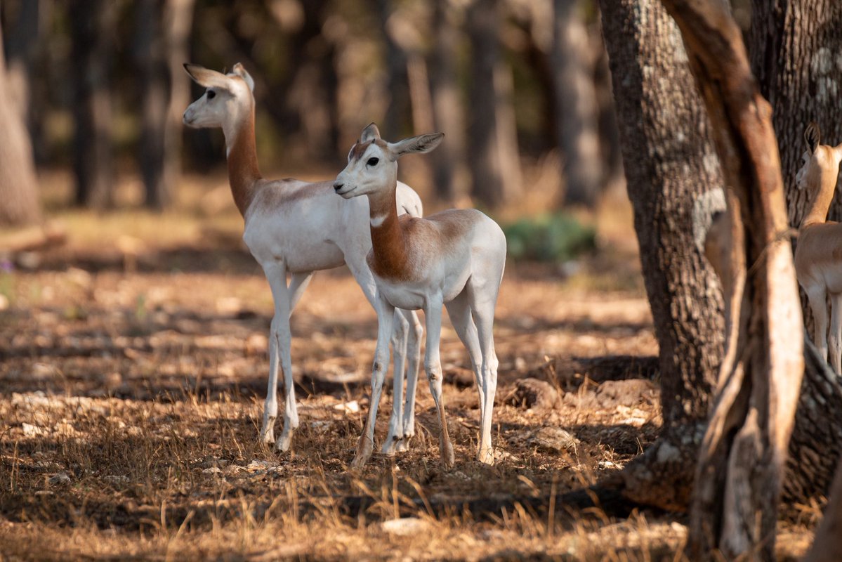 Dan Cabela tweet media