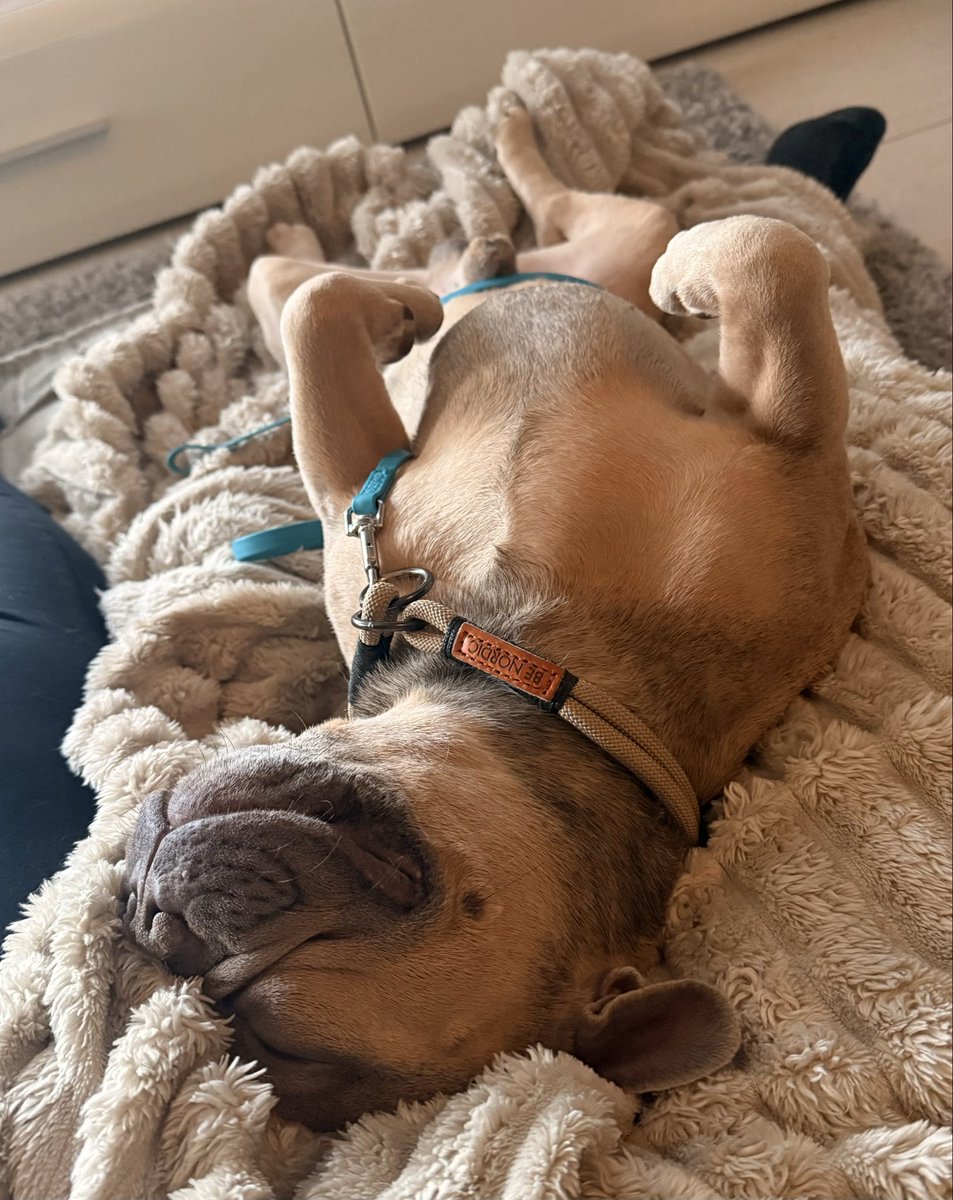 Sonntagsmood und der letzte Tag als ganzer Kerl. 
Weiß gar nicht was Fraule da heute immer faselt und warum sie ein wenig nervös ist. 
Zur Sicherheit bleibe ich aber immer in ihrer Nähe.