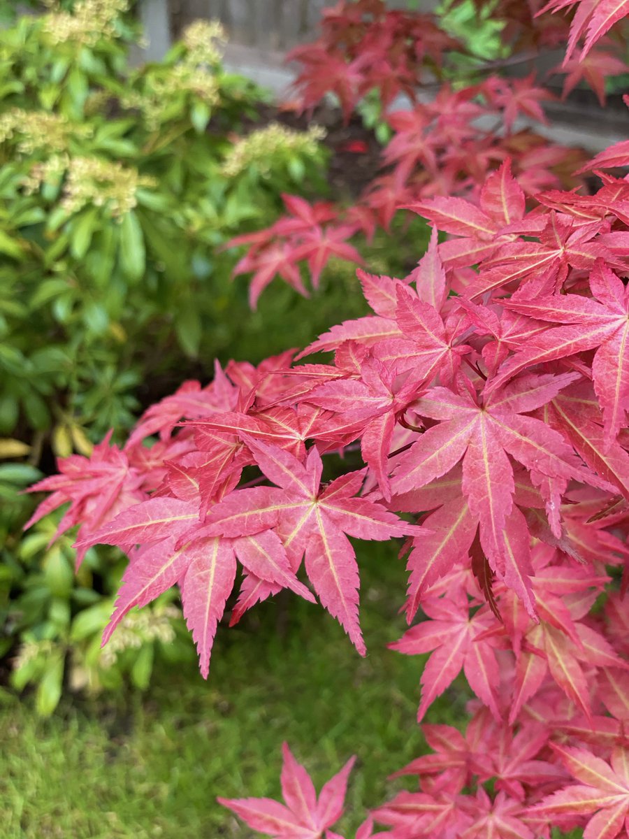 Shaukat Ahmed tweet media