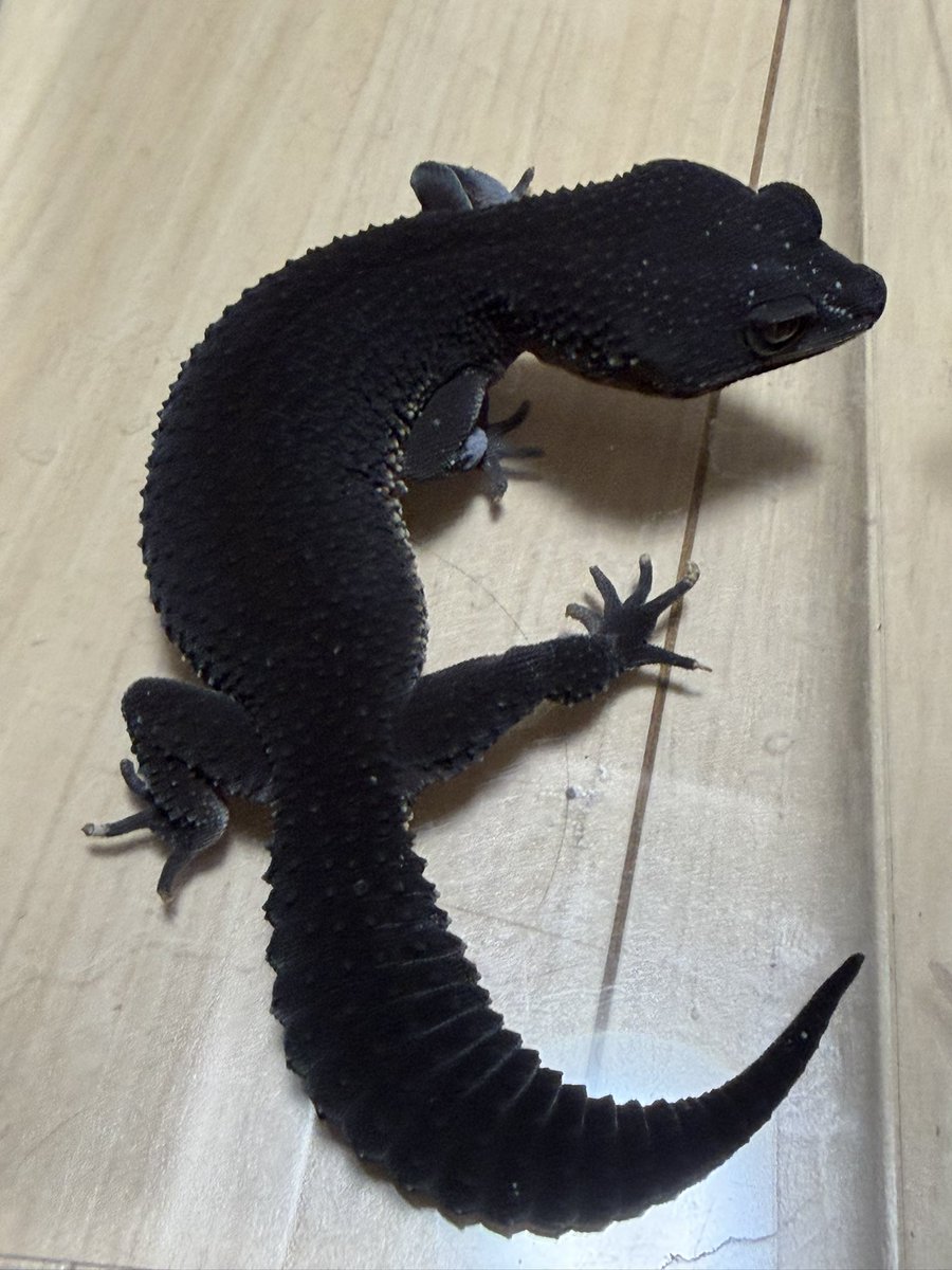 AKABOSHI REPTILES 日本酒ソムリエ tweet media
