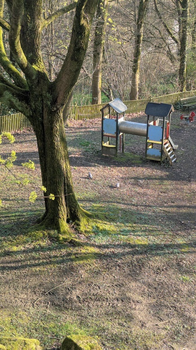 Doc Cheems tweet media