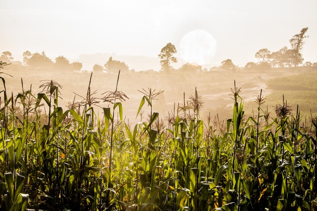 Iram Ortega 👁 tweet media