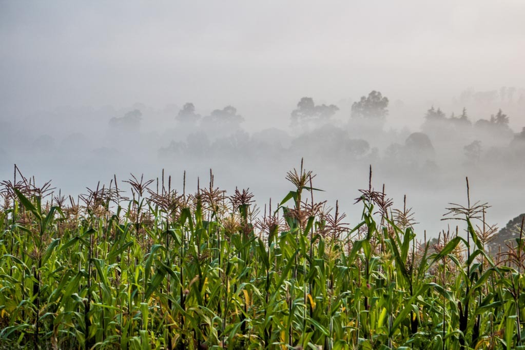 Iram Ortega 👁 tweet media