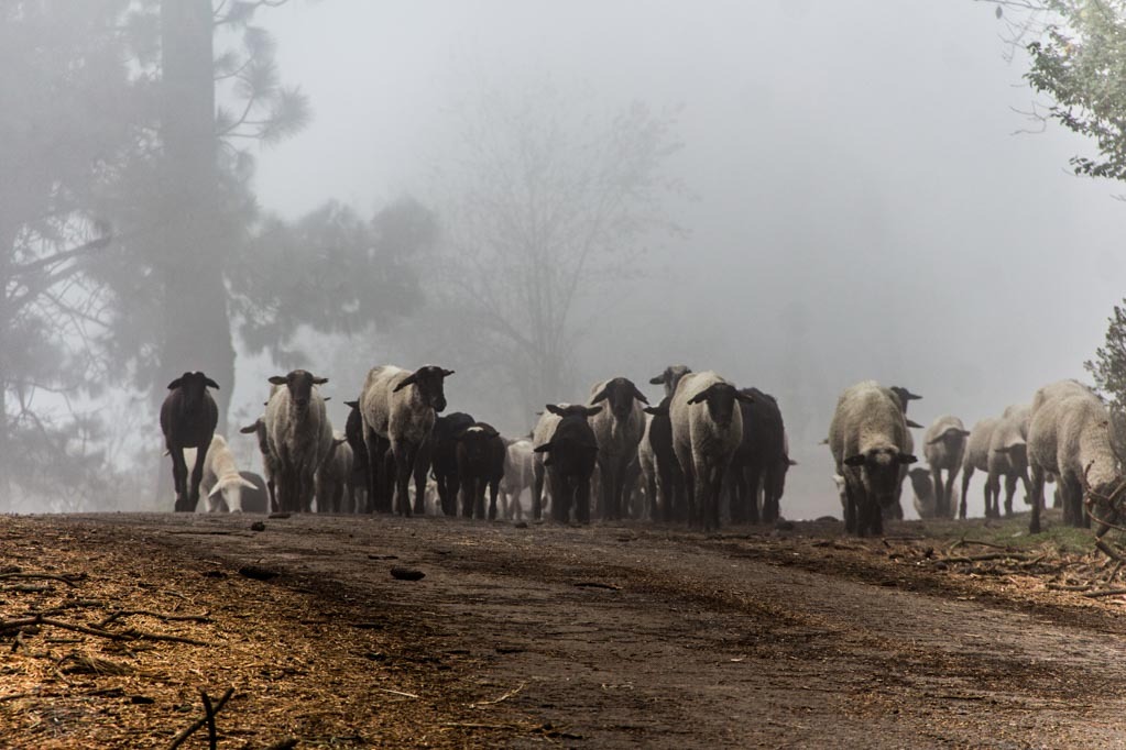 Iram Ortega 👁 tweet media