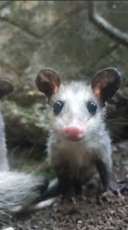 anonimus 01 tweet media