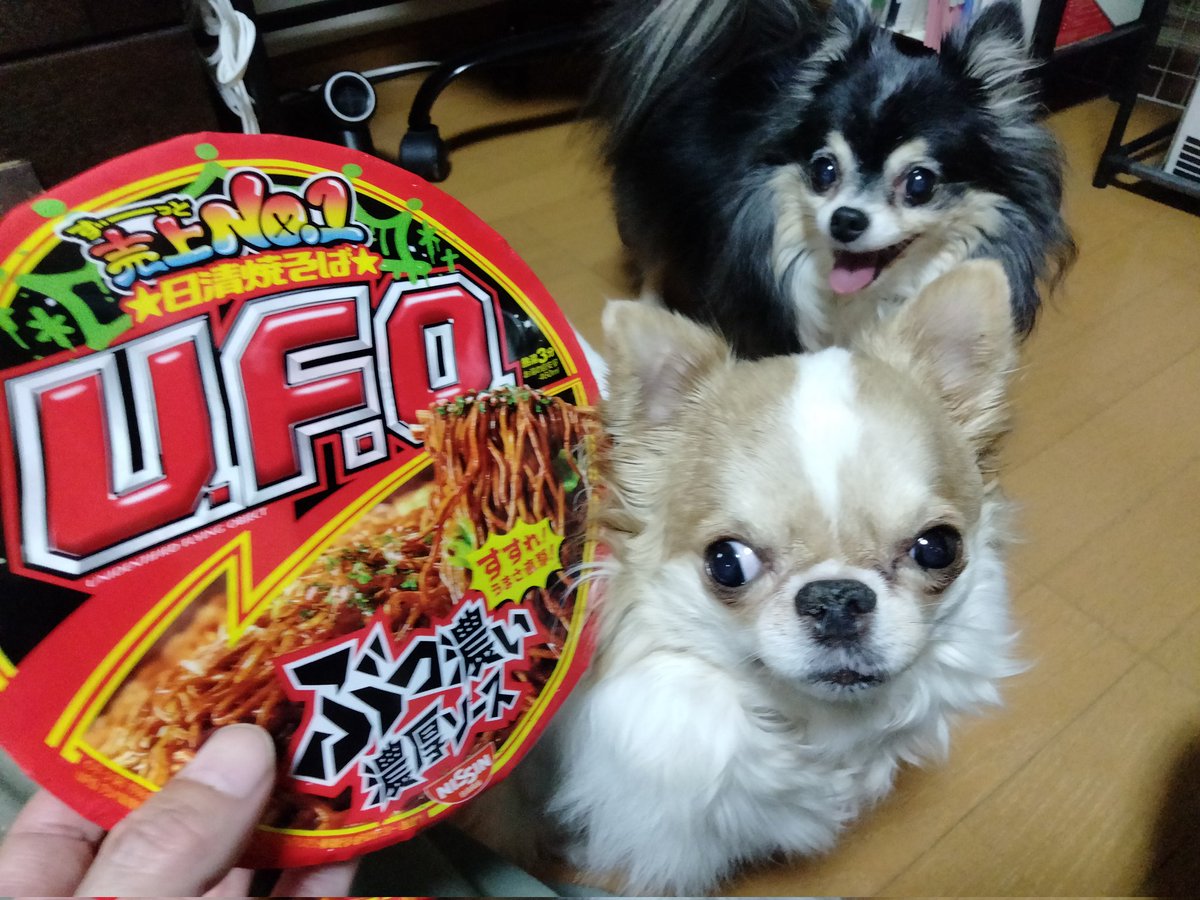 えちごやとちわわ tweet media