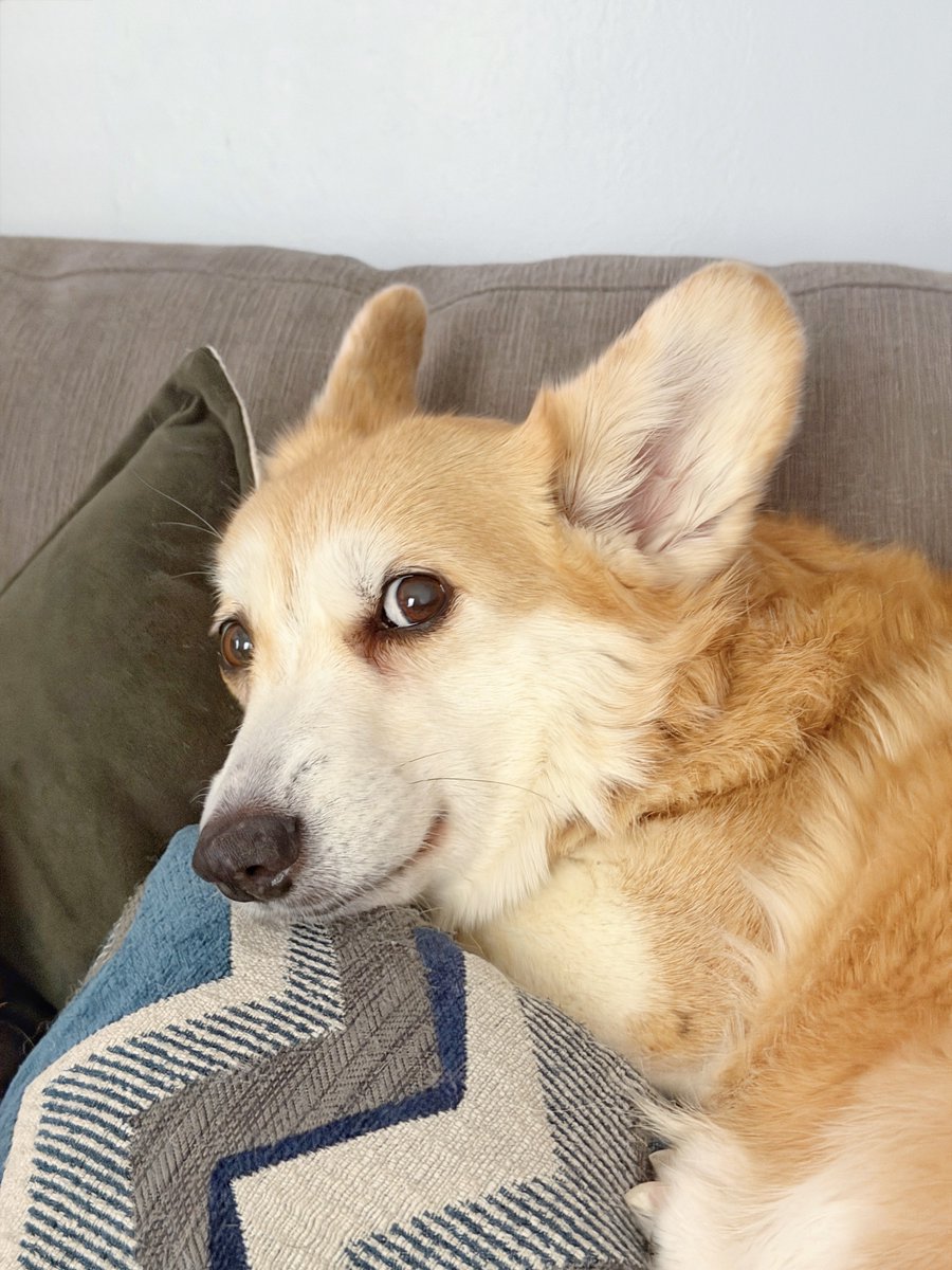 Lilo the Welsh Corgi tweet media