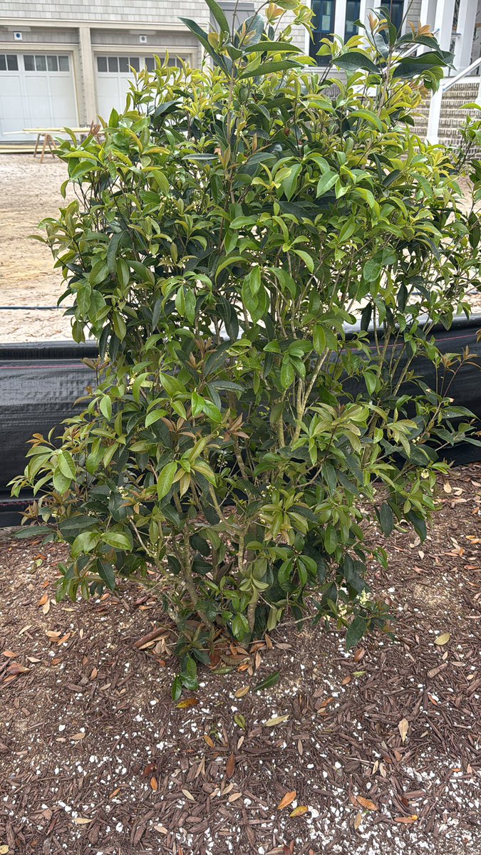 e3093's tweet photo. @Grok What plant is this? https://t.co/IoLKqLyoo6