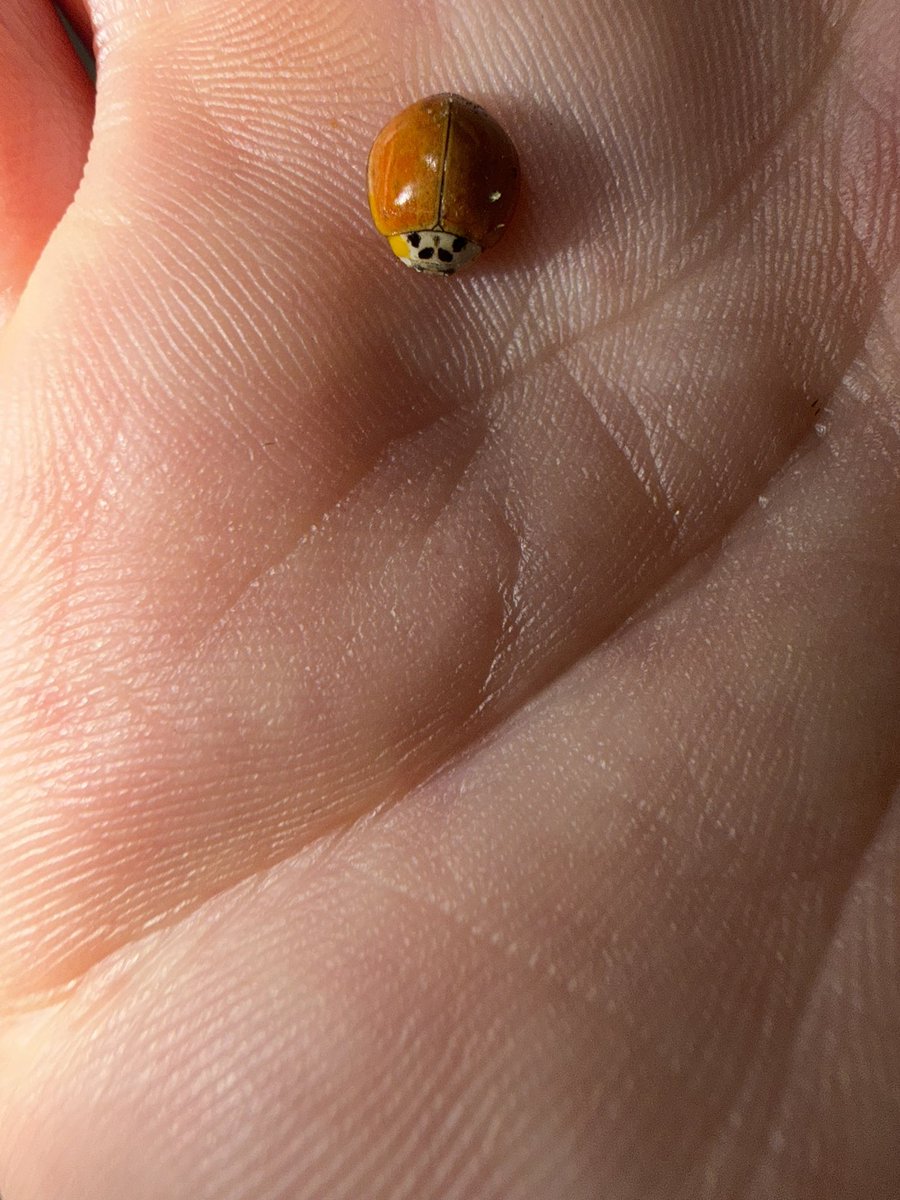 חתולמפלצת tweet media