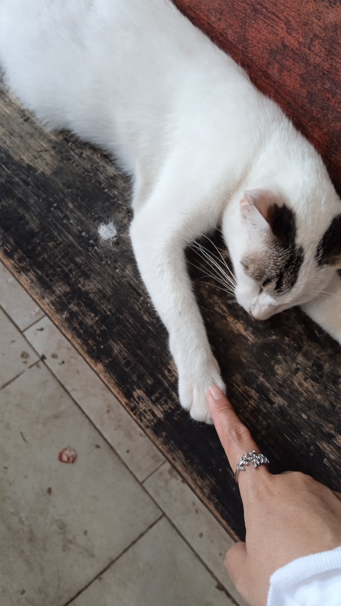 sendalselena's tweet photo. Ketemu kucing di pasar lagi pada tidur https://t.co/oDdI8iqE9P