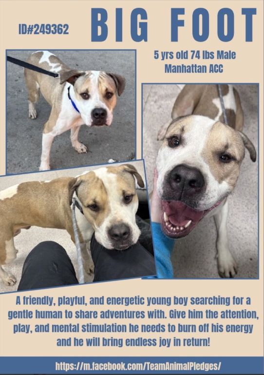NMBewitched's tweet image. Bigfoot👣
#NewDogontheBlock 
nycacc.app/#/browse/249362 
#AdoptMe 

In #NYC they trapped a Bigfoot 
They really do exist😱

This 5yr old, earned his spot on the #PACFloor 
Charming, captivating &amp;amp; happy 
Let's get him home!
