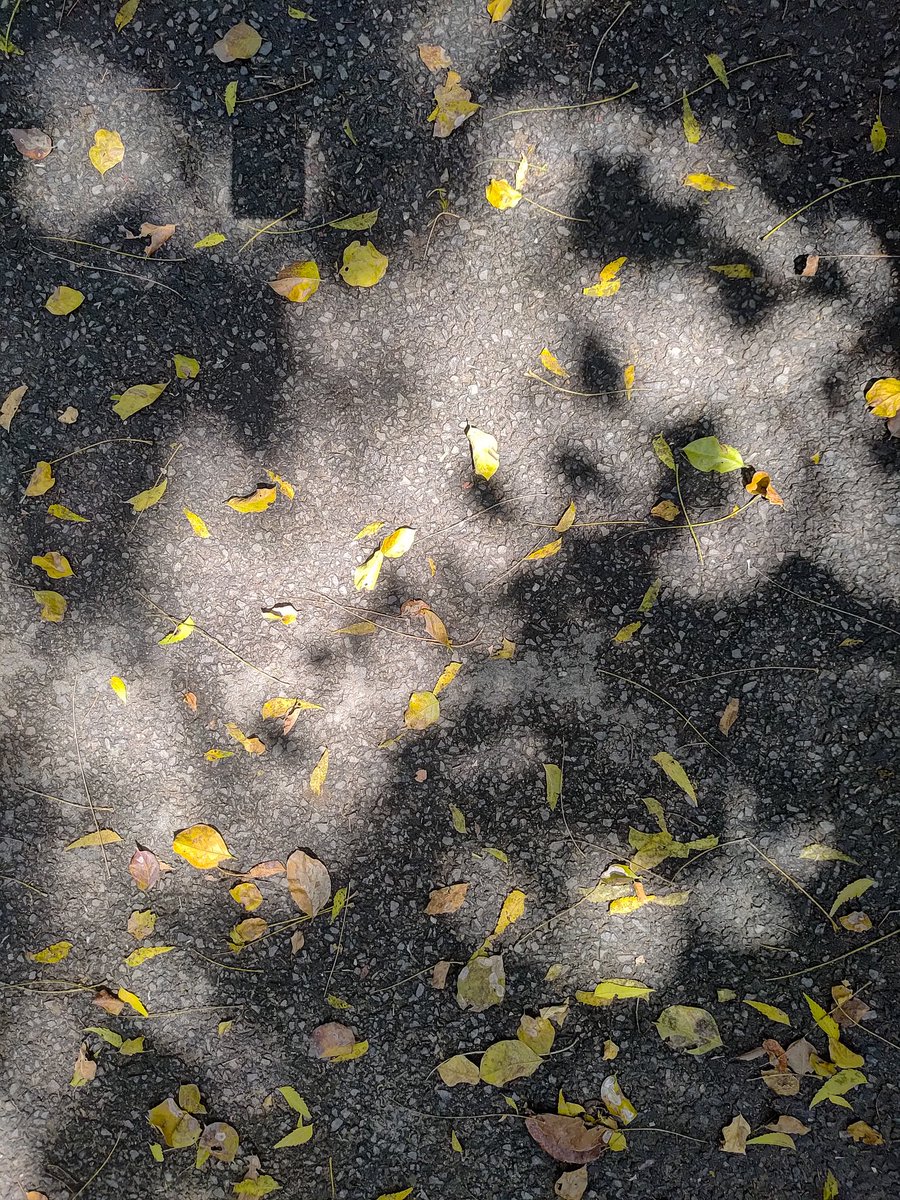 metamorphosingwriter tweet media