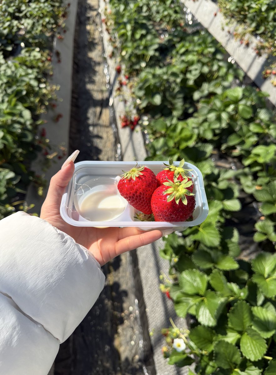 いちご狩りハマりすぎて今年3回目行きました🍓赤すぎてビックリ