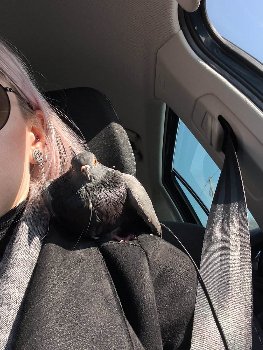 sierpówka tweet media