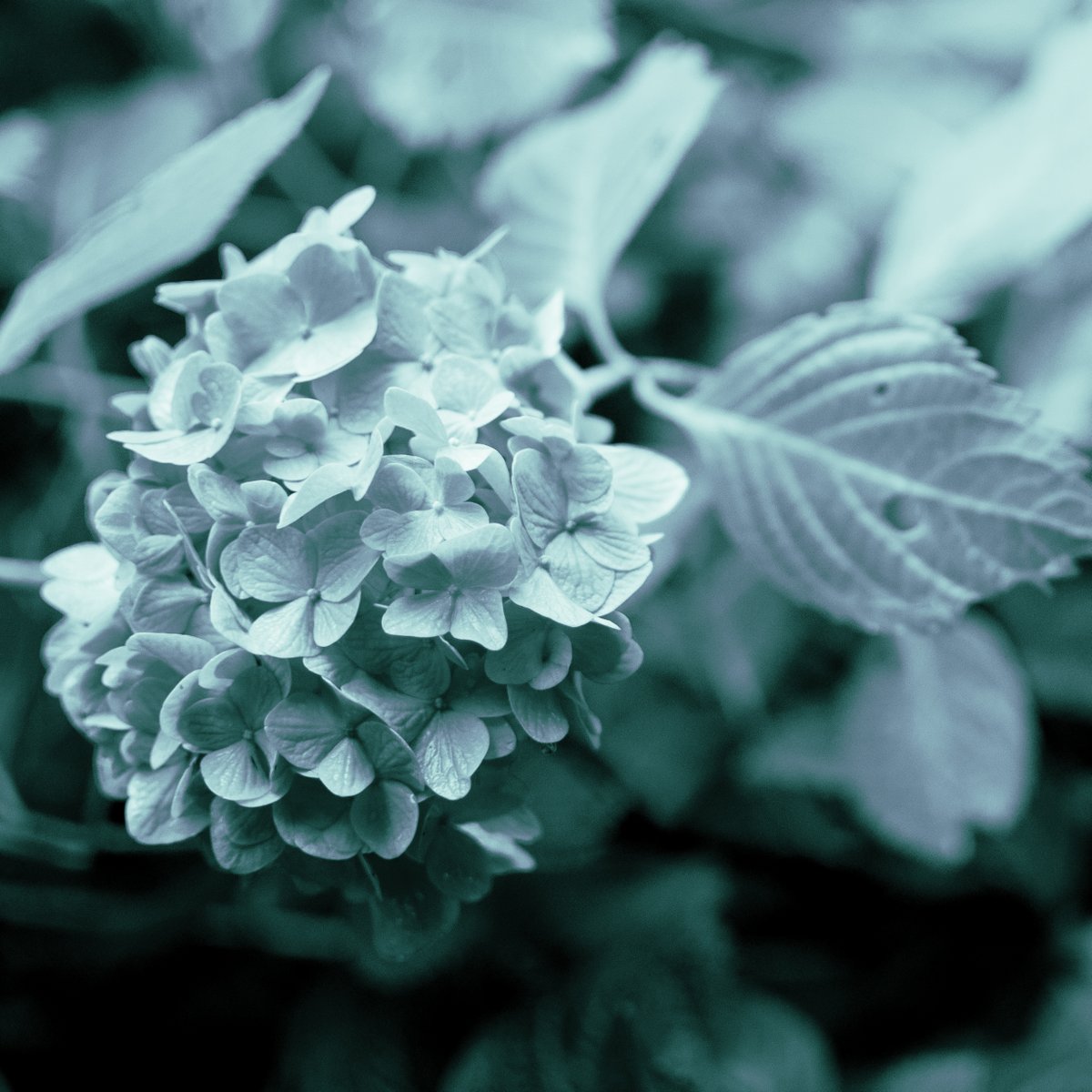 KnowmanSnowman's tweet photo. 2011年に撮った紫陽花と今年撮った山茶花、猫。
2011年のほうがピントが合っているような気がするのは気のせいか。
D90使って15年か。
ピントが合ってない気がするのは、撮り方とか、ホントに気のせいかもしれないけど、迷うなぁ。カメラ高いしなぁ。 https://t.co/BgwlQvcloV
