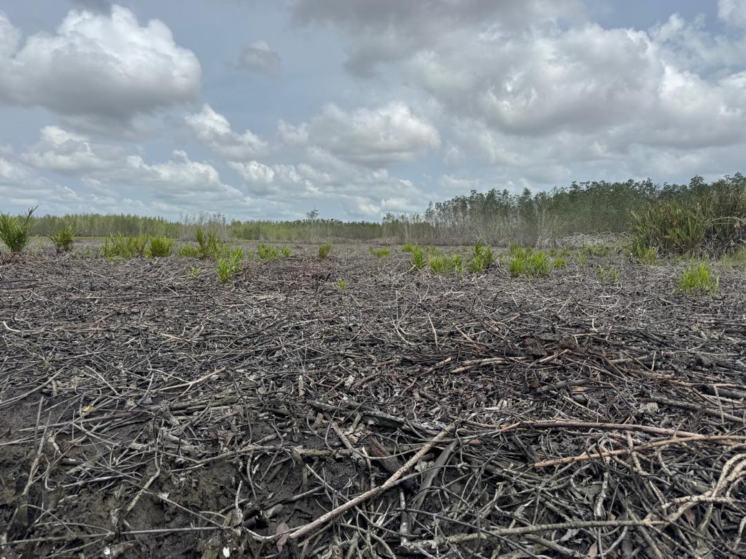 WHROGHANA tweet media