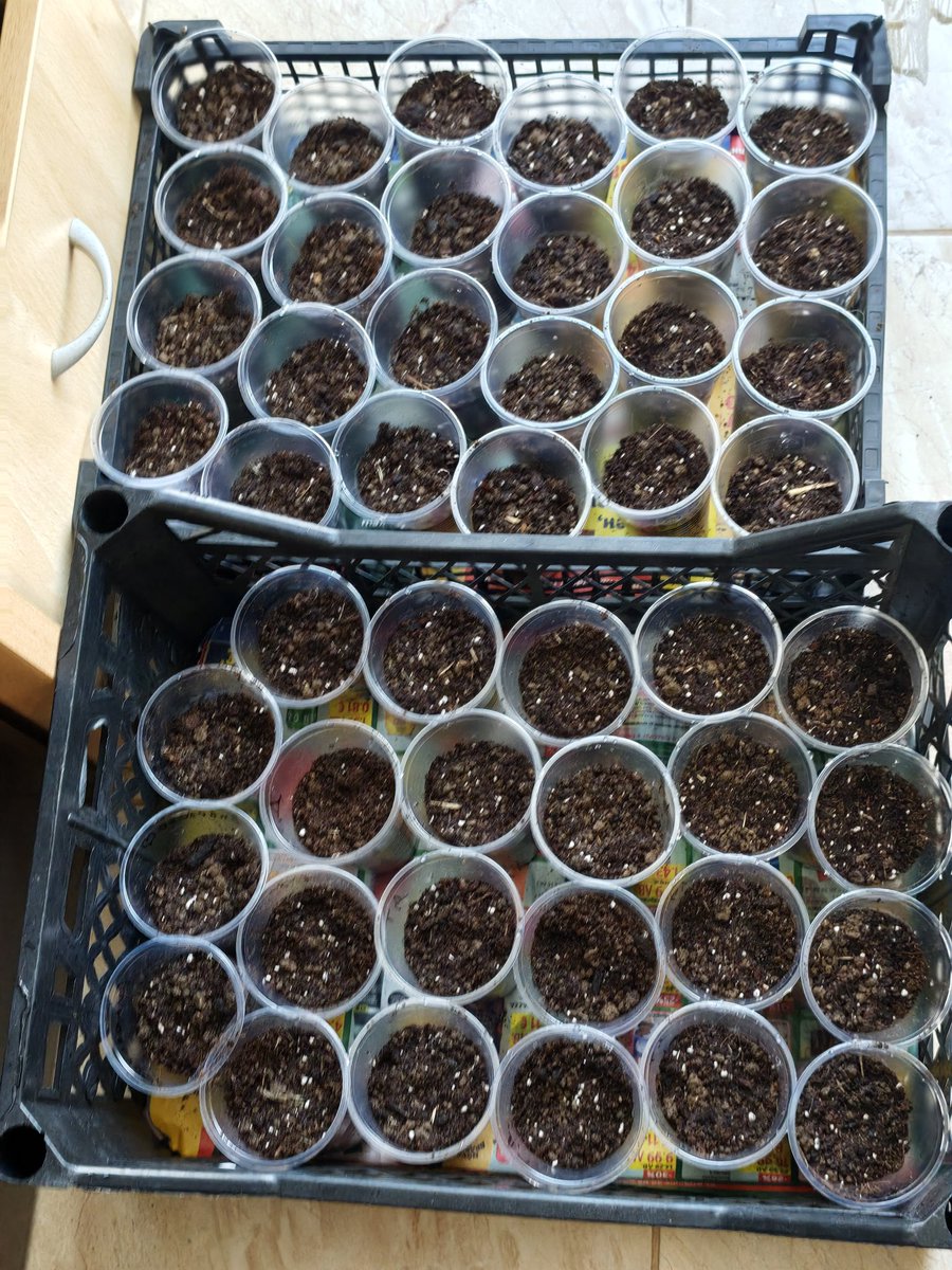 Кирил Киров (キリル・キロフ) tweet media