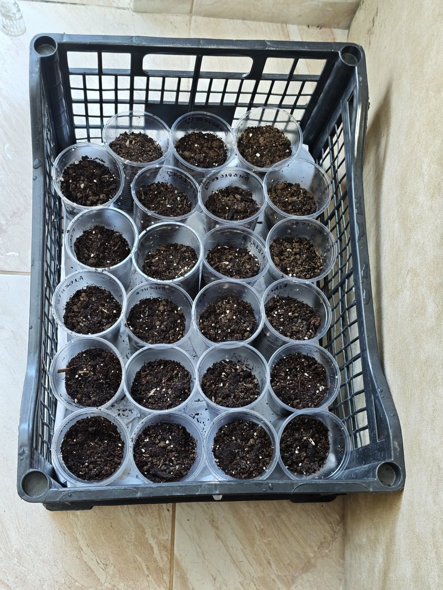 Кирил Киров (キリル・キロフ) tweet media