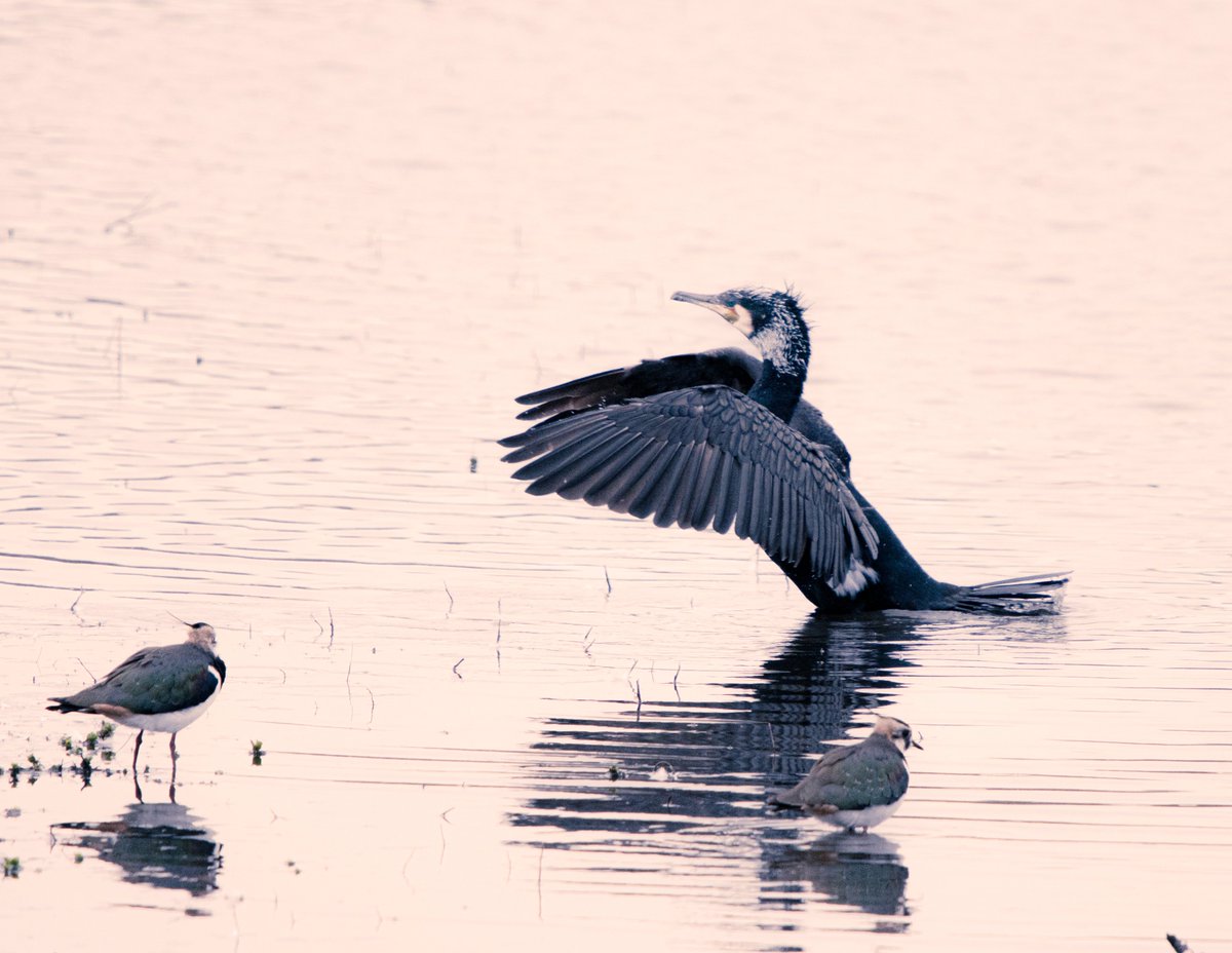 PDKimages tweet media