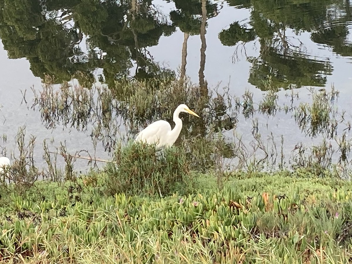 Lawyer Crow tweet media