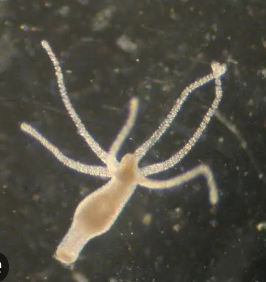 Haydaaa ...

Duyurulur ‼️

Cerrahi işlem yaptıracaksanız, BILL size; 

"Biogenics" diye bir şeyi,

büyük ihtimalle graphane borusu içindeki  
" Hydra vulgaris " i

 Ameliyat öncesi çaktırtabilir ‼️

İmzalayacağınız şeyi iyi okuyun ‼️

Not : Ayrıca, ne zaman doktorlar, ilaç ve