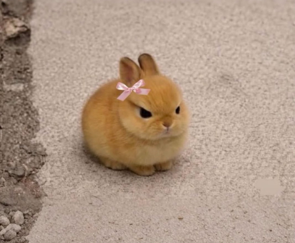 Whypump 🪄 tweet media