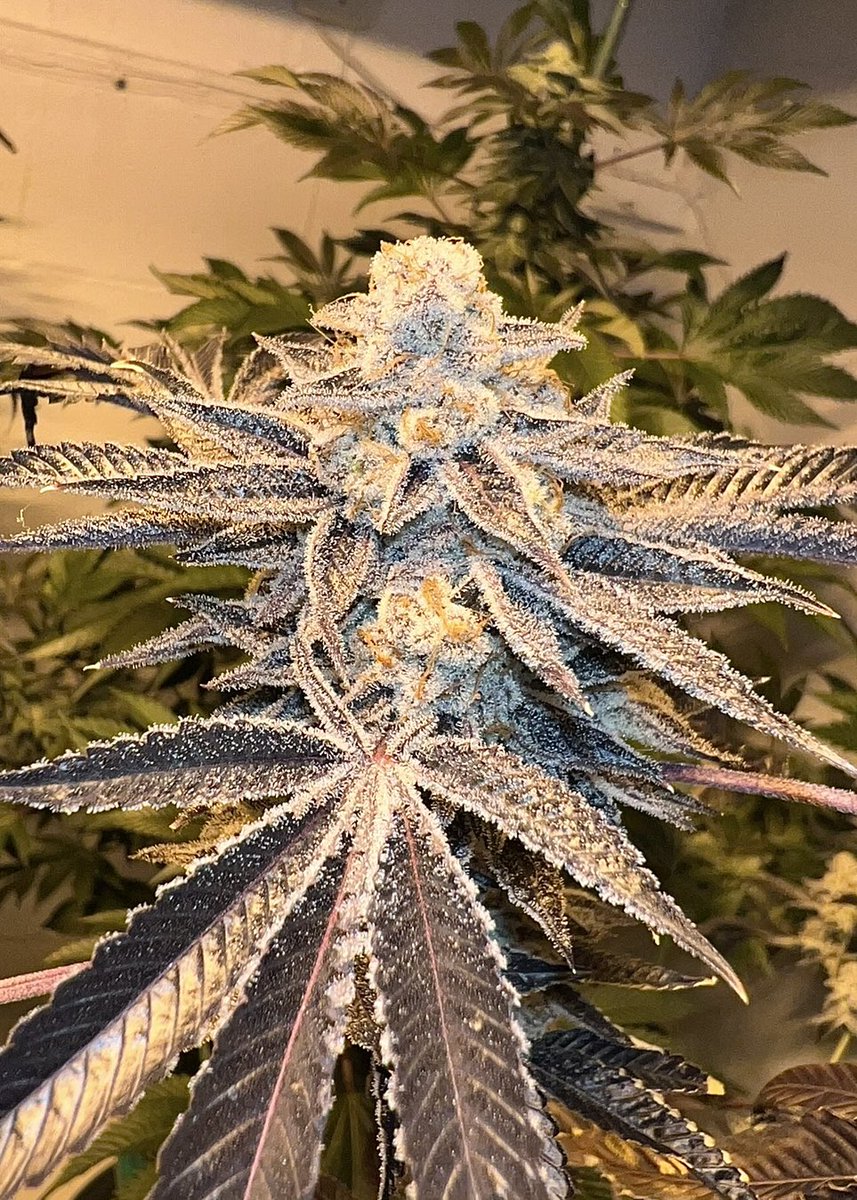 All_MIXED_UP tweet media