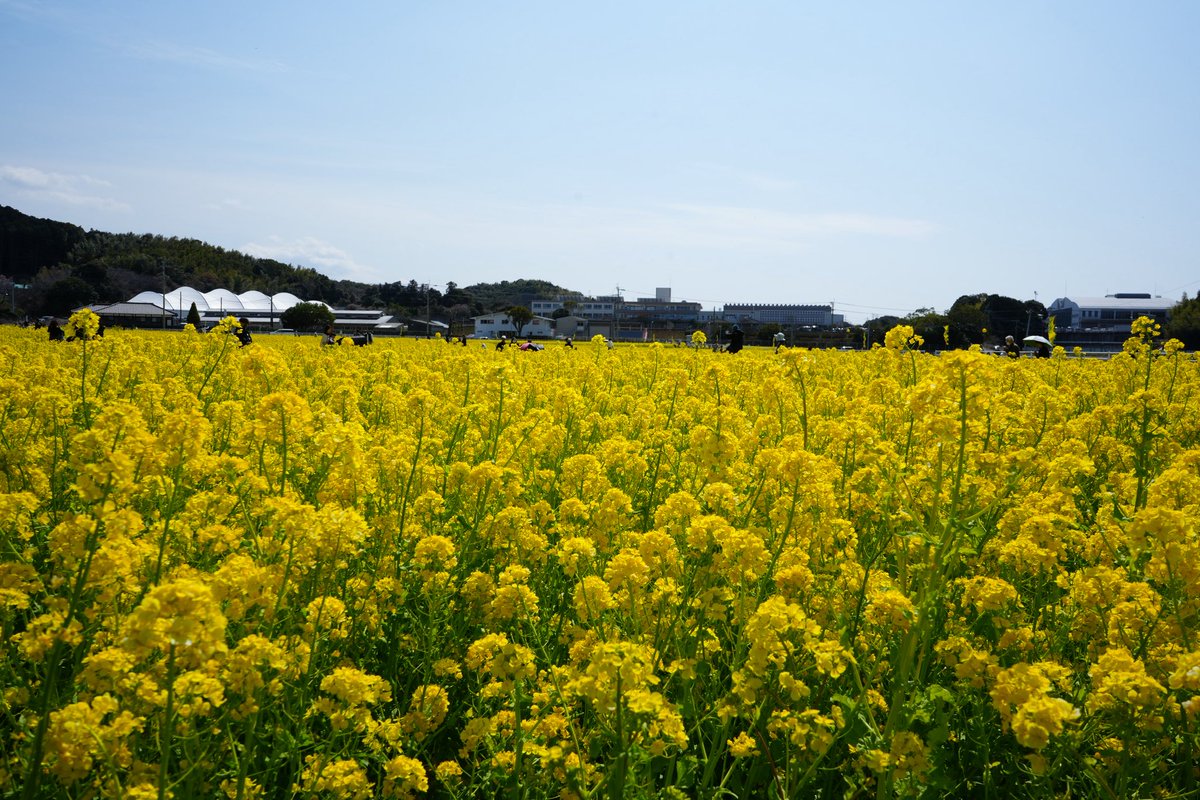 projectgoma's tweet photo. 菜の花満開でもうすぐ春 https://t.co/O6NzQej8Km