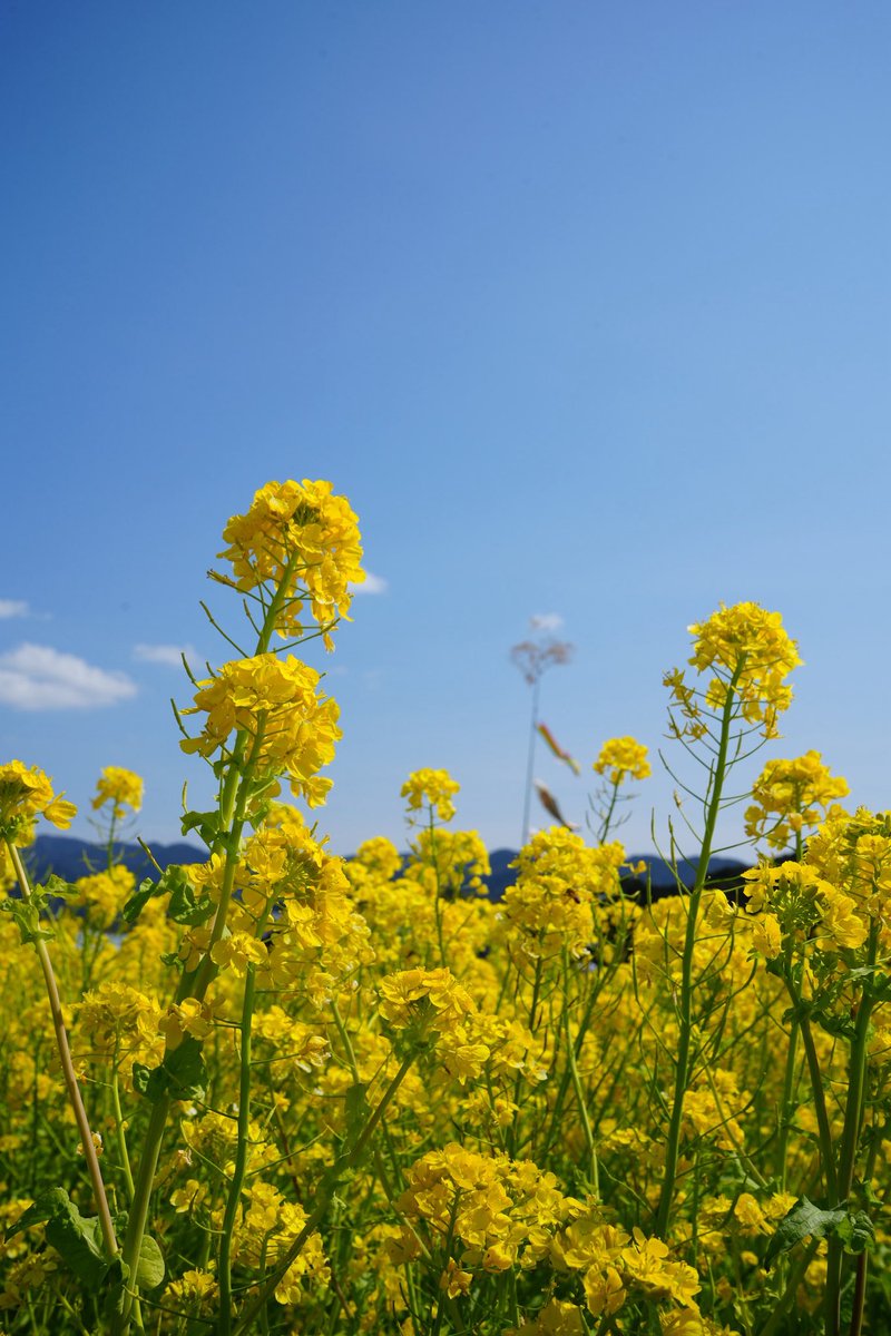 projectgoma's tweet photo. 菜の花満開でもうすぐ春 https://t.co/O6NzQej8Km