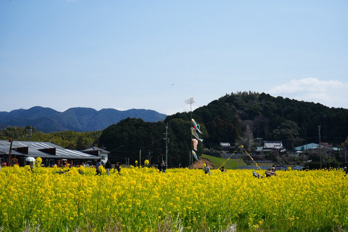 projectgoma's tweet photo. 菜の花満開でもうすぐ春 https://t.co/O6NzQej8Km