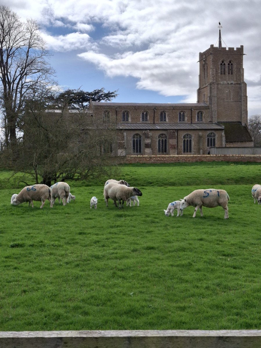 The cutest lambs in Swavesey... spring is coming! 🌷🐑