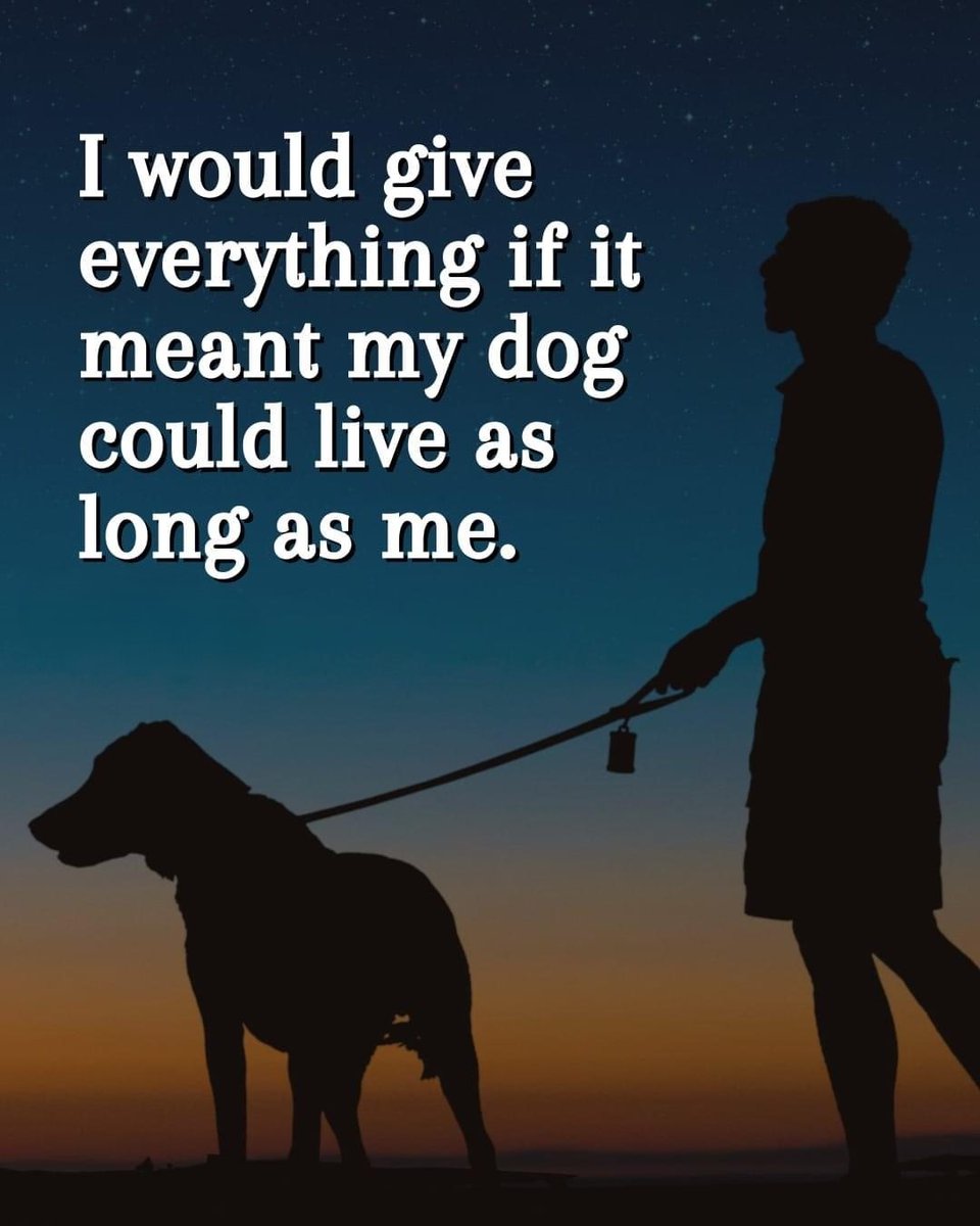 𝕏 Dogs tweet media