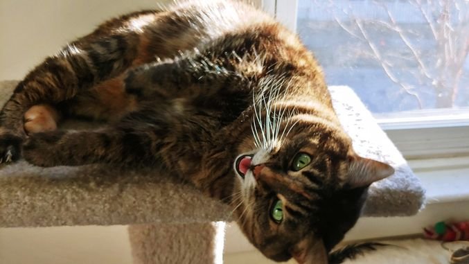 Savage Writer is Querying tweet media