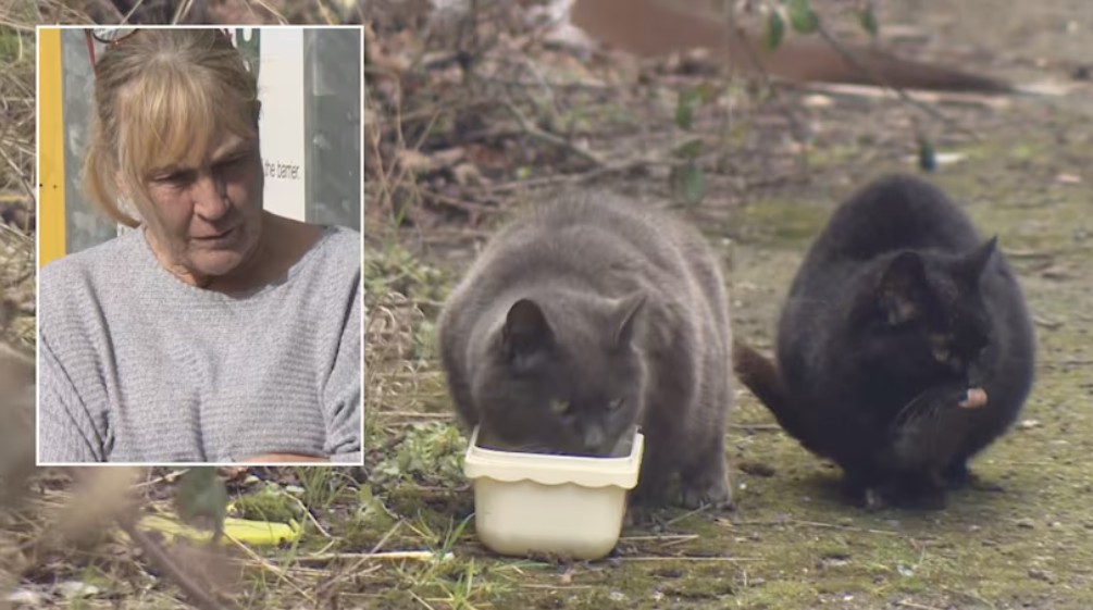 Shame on those who reported this caring woman for being kind to animals!!

Barnsley woman Colette Boler banned by council from feeding stray cats over health complaints

Colette, 62, has been tending to a colony of strays on an industrial estate in Thurnscoe near Barnsley for the