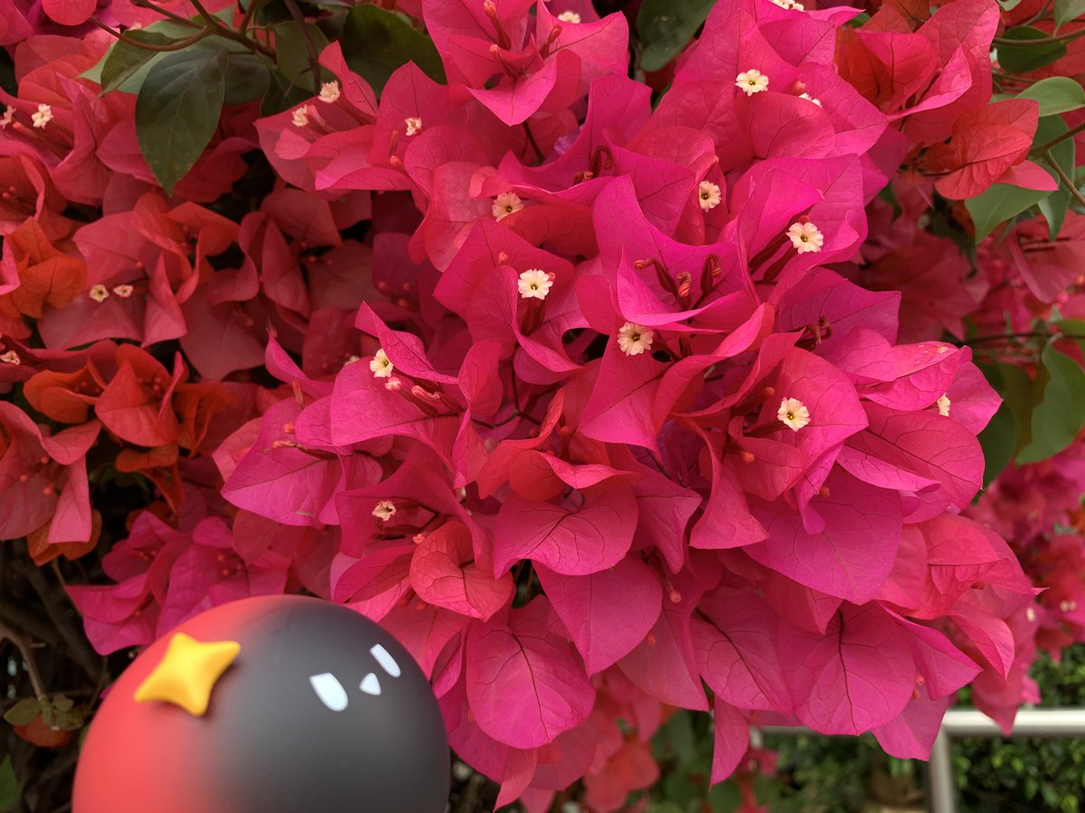 玄米誇鬆(玄米クロワッサン) tweet media