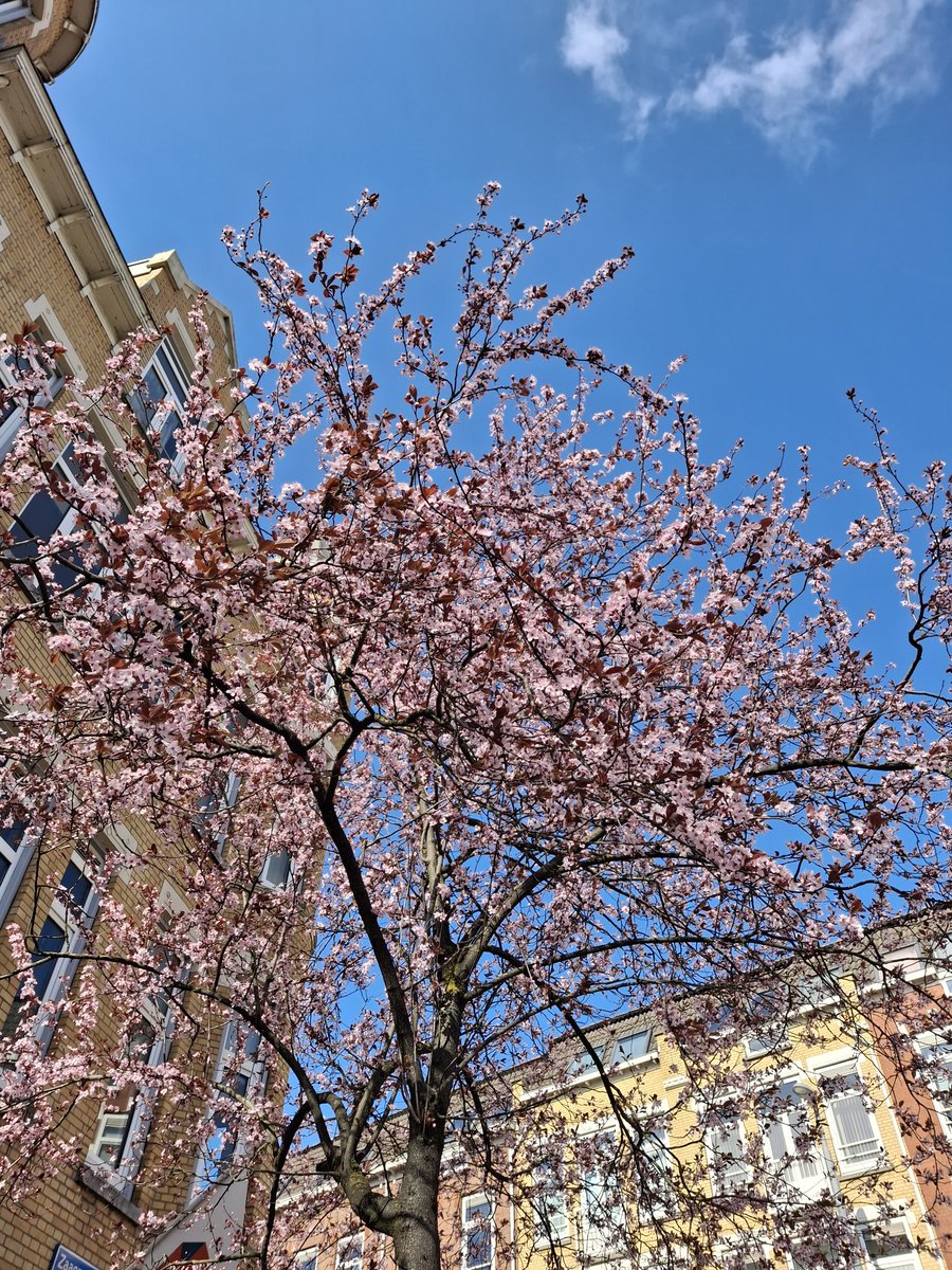 Lente in Rotterdam oude Noorden
#Rotterdam #oudenoorden #lente