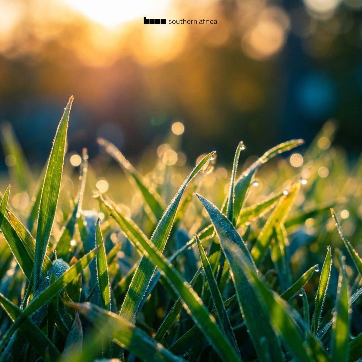 Base - Southern Africa tweet media