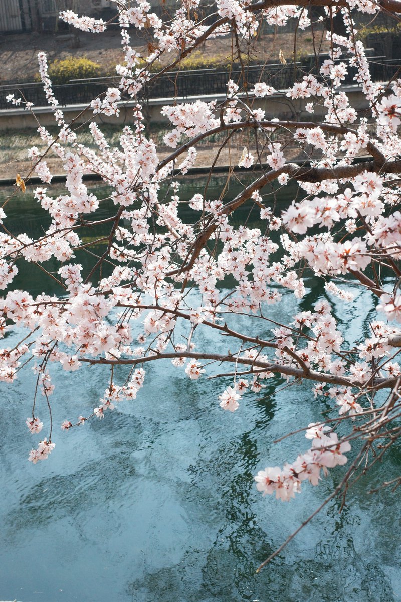 Bucktomp's tweet photo. 帝都的春天🌸 https://t.co/ryDf8qI2in