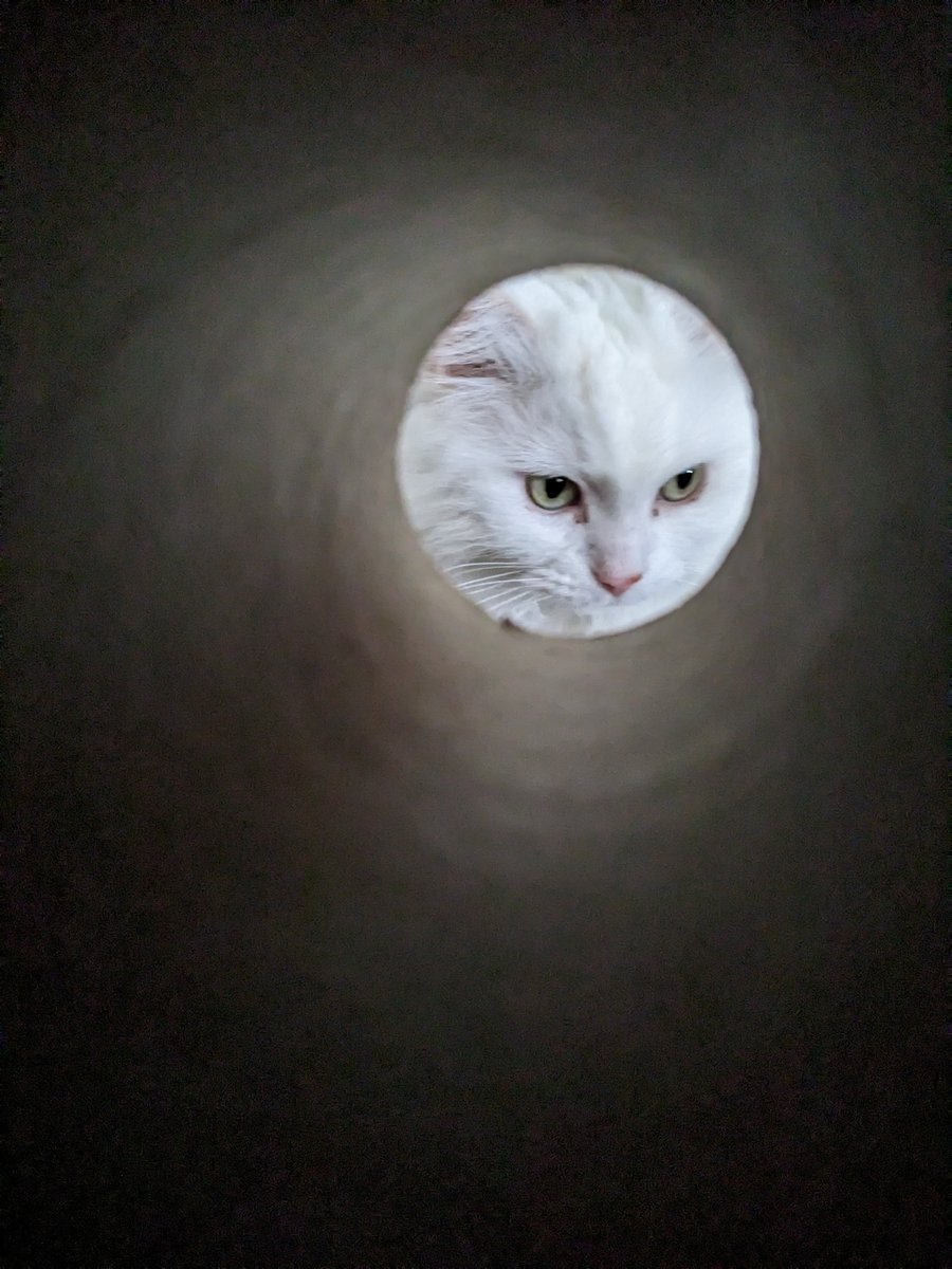 Samantha Messina tweet media