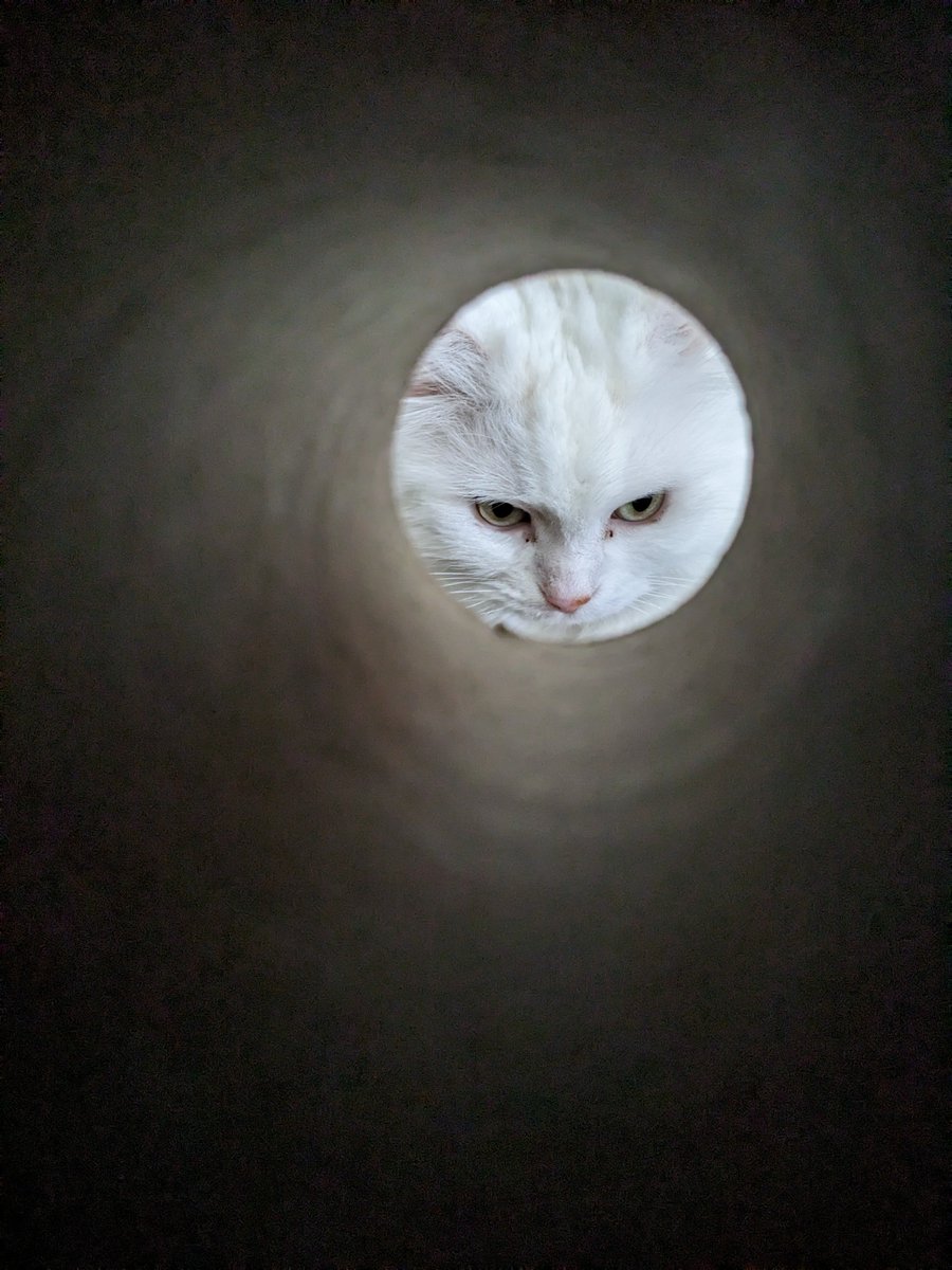 Samantha Messina tweet media