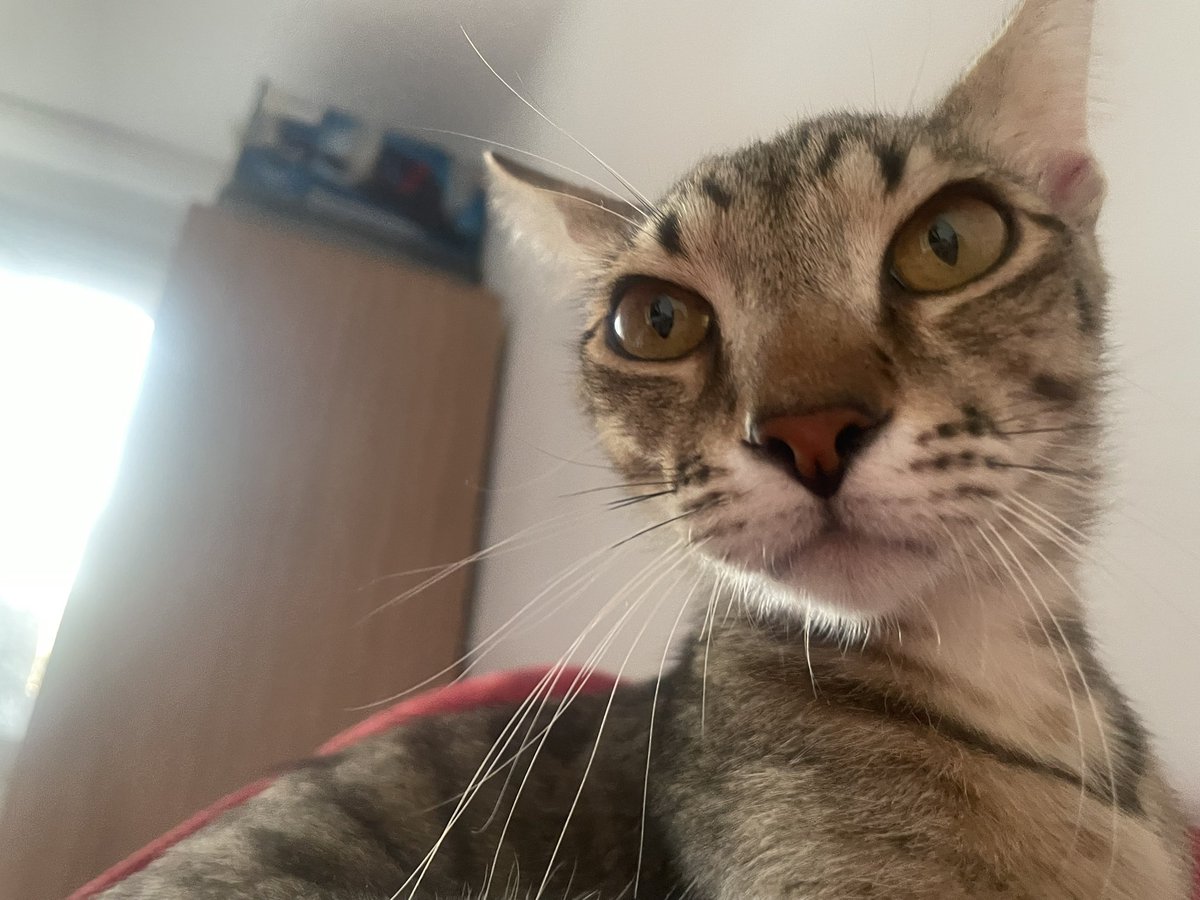 age of compassion tweet media