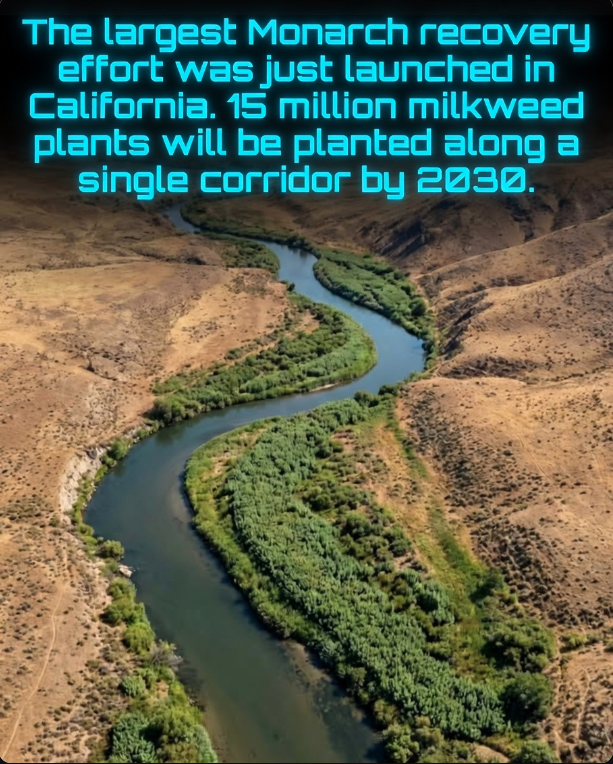 Rainmaker1973's tweet photo. California has become the epicenter of one of the most ambitious wildlife recovery efforts in U.S. history as conservation groups work urgently to rescue the western monarch butterfly from near-extinction. The population of these iconic insects has declined by over 99% since the 1980s, dropping to alarmingly low numbers by 2020 due to habitat loss, pesticide use, climate change, and reduced milkweed availability.

Leading the charge is River Partners, which has initiated the largest single coordinated habitat restoration project ever undertaken in the western United States. The centerpiece of the plan is an aggressive goal to plant 15 million native milkweed plants—the only food source for monarch caterpillars—along key riparian corridors and agricultural edges in the Central Valley. These plantings will be complemented by nectar-rich native wildflowers to provide essential fuel for adult butterflies during migration and breeding.

To maximize impact at a landscape scale, the project is leveraging innovative partnerships through initiatives like the Highway Wildling program. In collaboration with Caltrans (California Department of Transportation) and major utility companies, teams are transforming thousands of miles of roadside verges, medians, and utility rights-of-way into continuous migratory corridors and breeding habitat. These linear strips, once mowed or left barren, are now being seeded and managed to create vital stepping stones for monarchs traveling between overwintering sites along the coast and summer breeding grounds inland.

The effort received a major boost in late 2024 when the U.S. Fish and Wildlife Service proposed protecting nearly 4,400 acres of critical overwintering habitat across California under the Endangered Species Act. This federal designation, if finalized, would offer legal safeguards for the coastal groves where millions of western monarchs historically clustered each winter.

Together, the massive planting campaign, infrastructure partnerships, and potential federal protections form a comprehensive, last-chance strategy to rebuild populations and reconnect fragmented habitats. If successful, the project could help stabilize the western monarch and ensure that future generations continue to witness the spectacular orange-and-black migration that has long symbolized the American West.