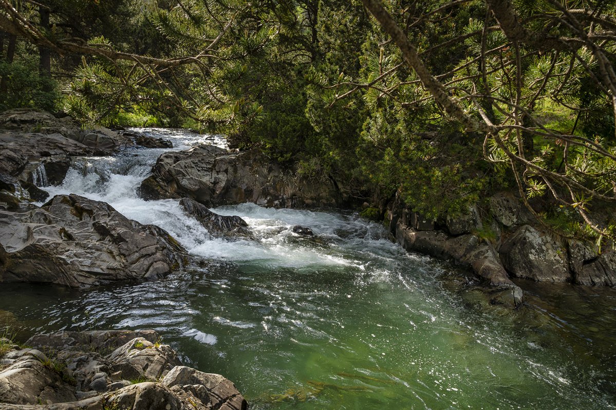 Parc Natural de l'Alt Pirineu tweet media