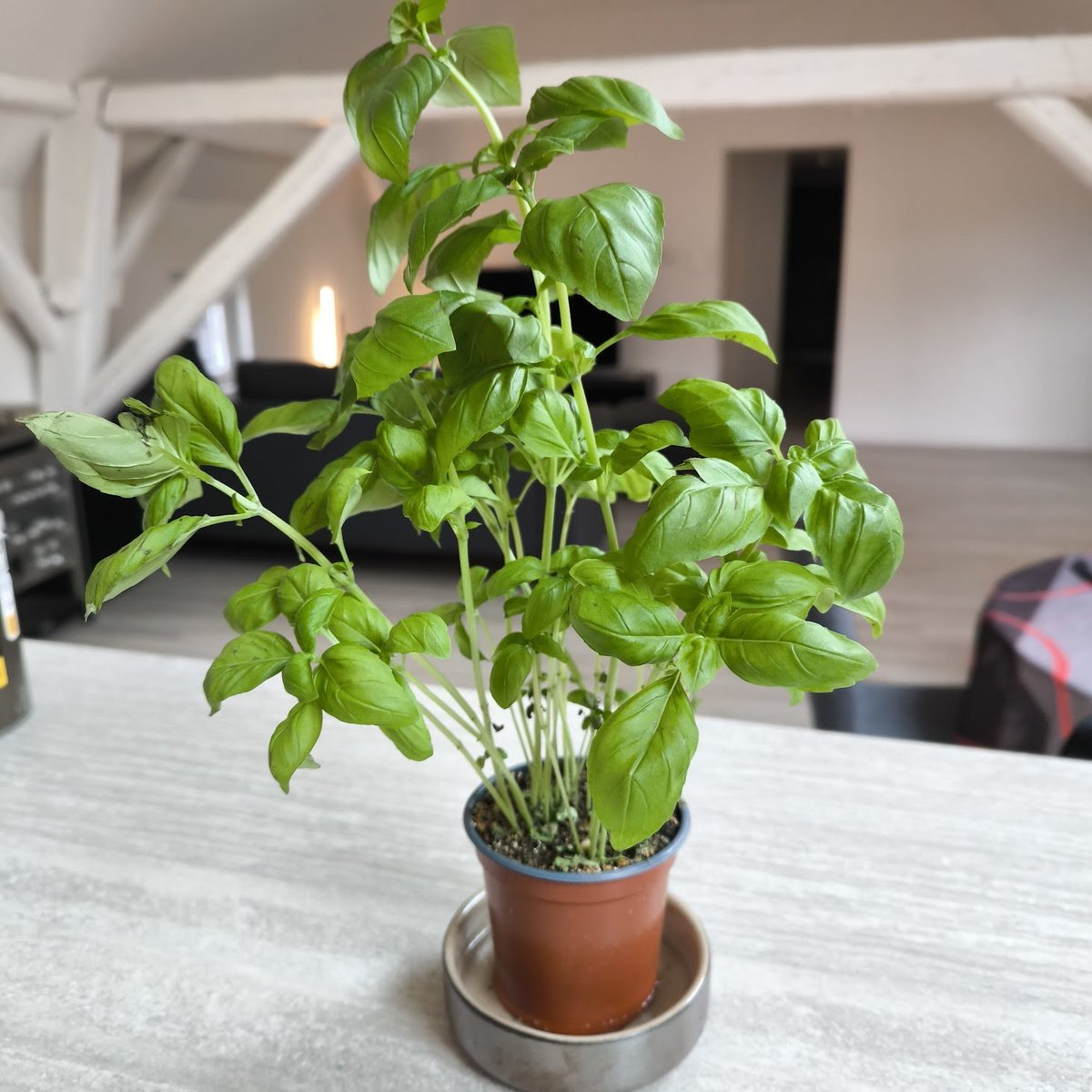 Astuce
Si vous achetez du basilic en pot, ne l'arrosez jamais par le haut, ne mouillez pas les feuilles. Trempez le pot régulièrement dans une coupelle d'eau. Il vous dira merci.