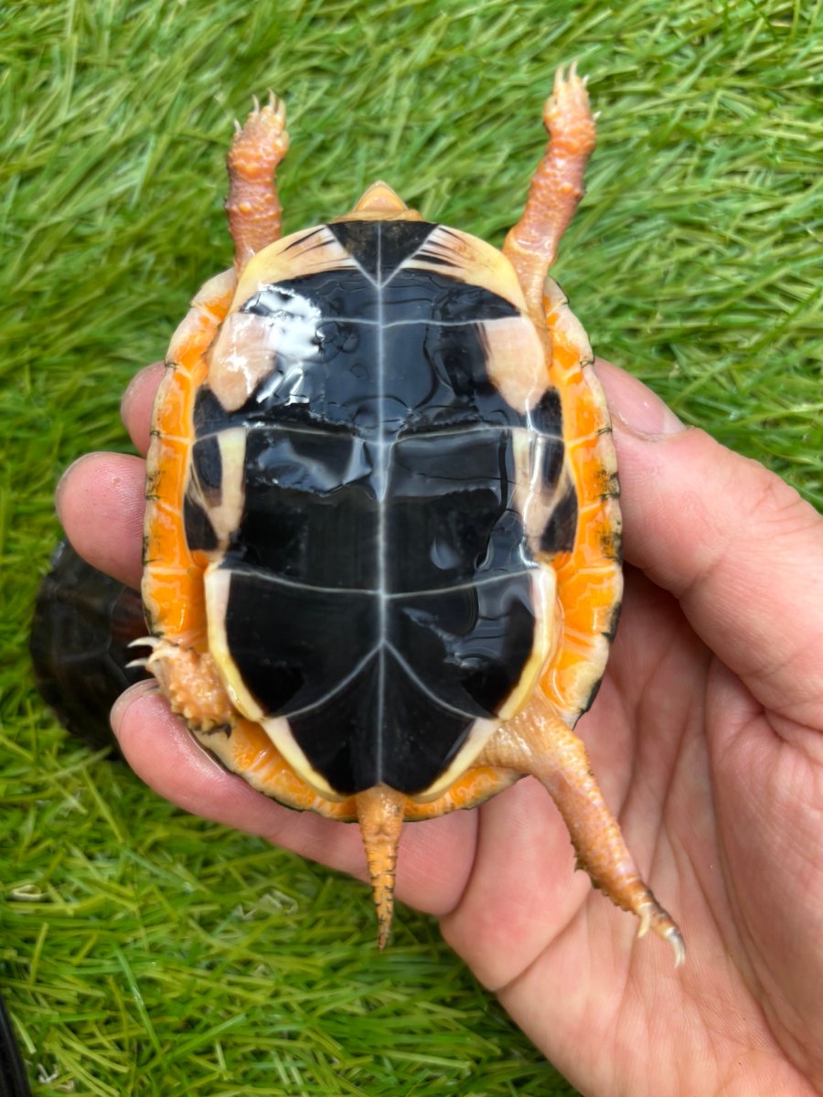 Land-mark tweet media