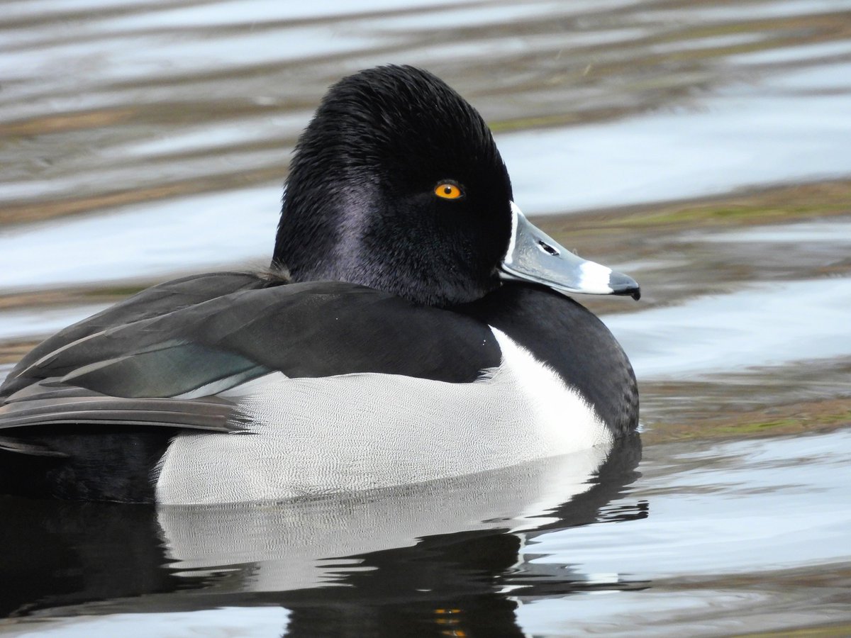 Ellie 🌲🌼🦜 tweet media