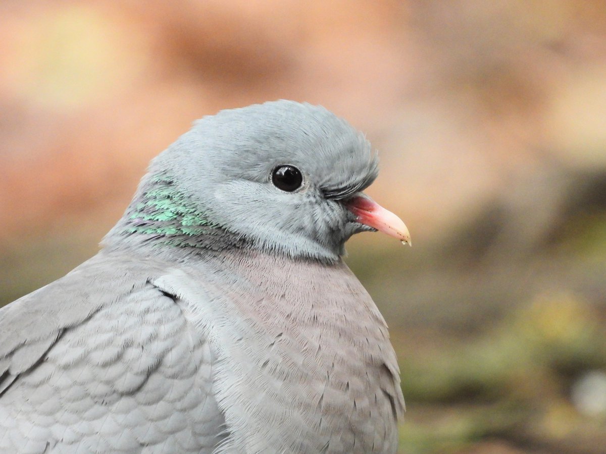 Ellie 🌲🌼🦜 tweet media