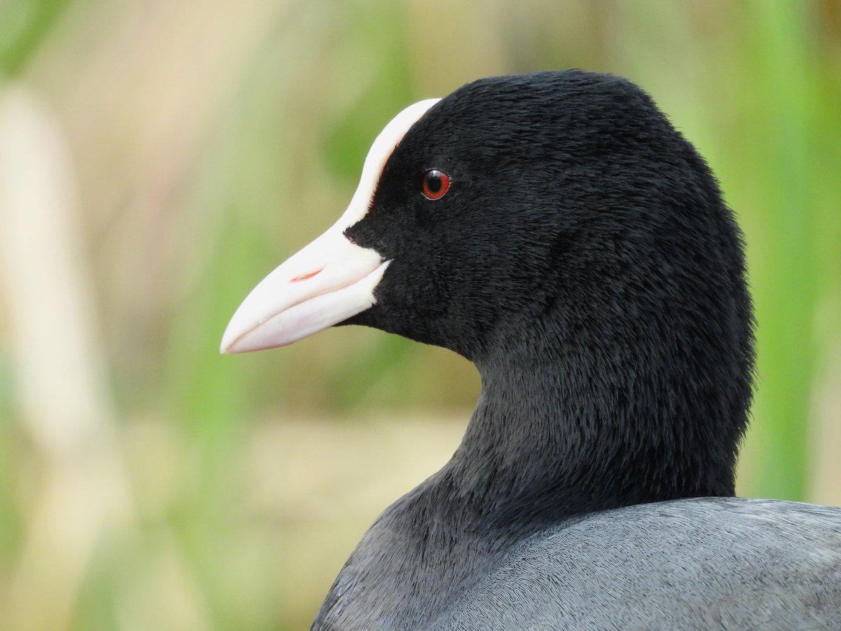 Ellie 🌲🌼🦜 tweet media