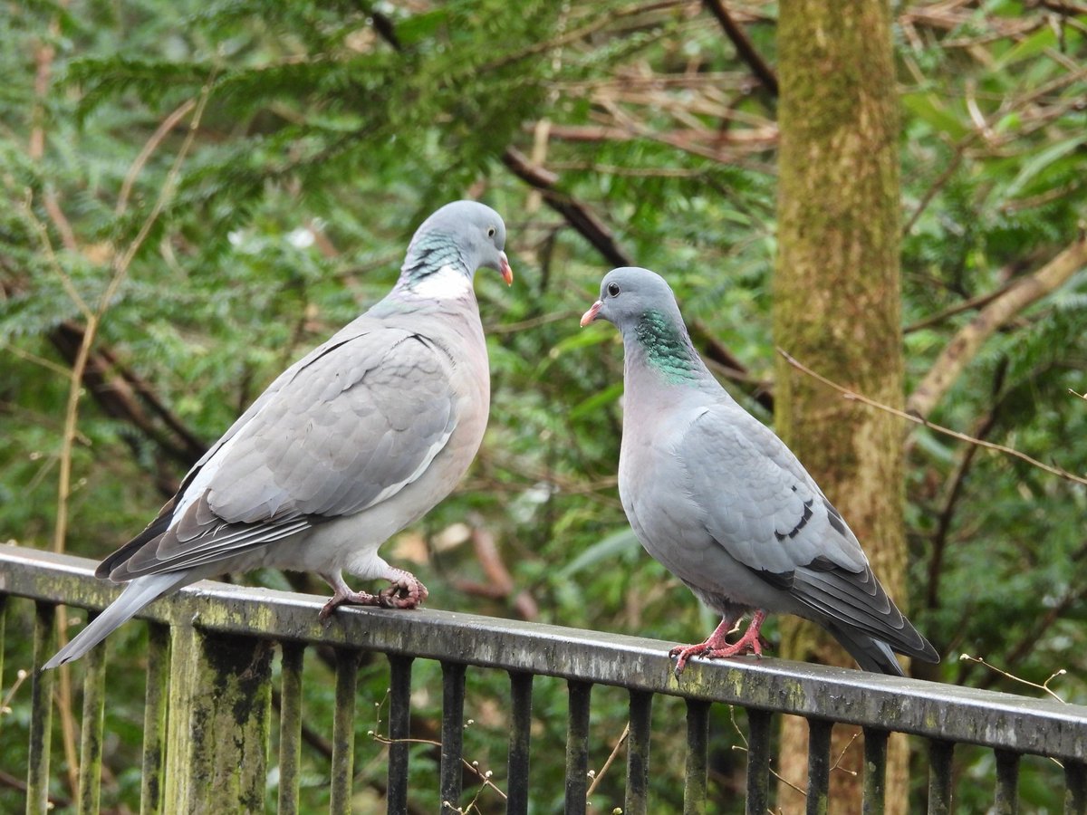 Ellie 🌲🌼🦜 tweet media