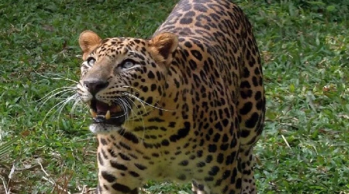 BharatSamvad01's tweet image. बिजनौर के नहटौर क्षेत्र में गुलदार के हमले से 10 वर्षीय बच्ची की मौत। खेत से घर लौटते समय हमला कर जंगल की ओर घसीटा, ग्रामीणों के शोर पर गुलदार भागा; अस्पताल में बच्ची को मृत घोषित किया गया।

#Bijnor #Nahtaur #LeopardAttack #UPNews #BreakingNews